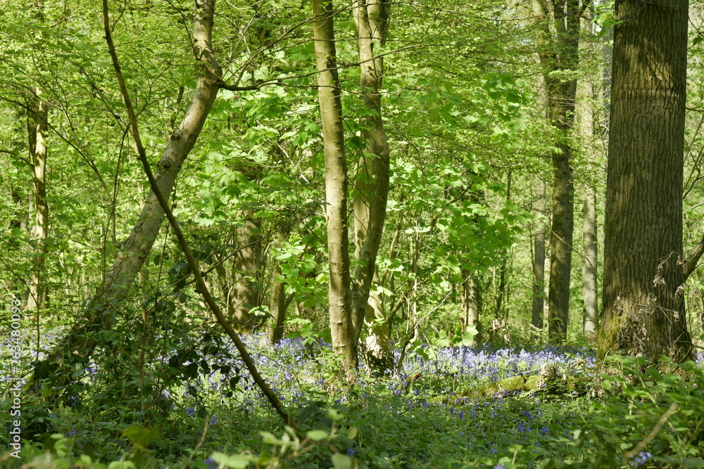 Broussailles et enchevêtrement de branches dans la forêt luxuriante de hêtres au Hallerbos près de Halle Broussailles et enchevêtrement de branches dans la forêt luxuriante de hêtres au Hallerbos près de Halle