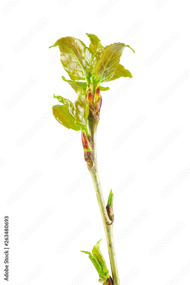 Naklejka premium White poplar branch with fresh leaves