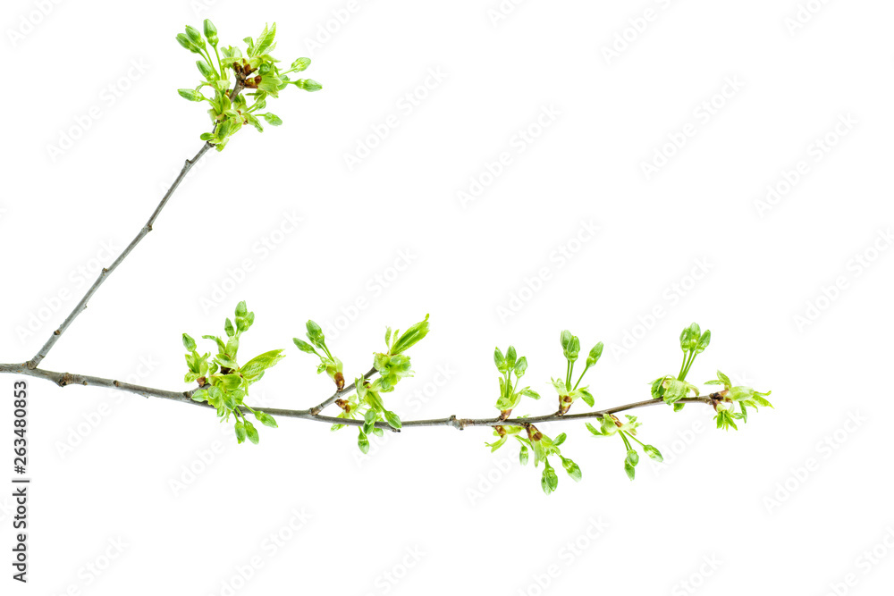 Cherry tree branch with fresh leaves and flower buds Cherry tree branch with fresh leaves and flower buds