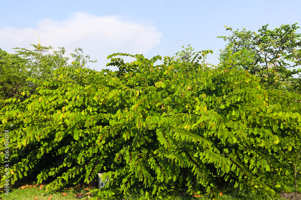 Beautiful green tree, plants, forest and flowers in the outdoor gardens and parks Beautiful green tree, plants, forest and flowers in the outdoor gardens and parks