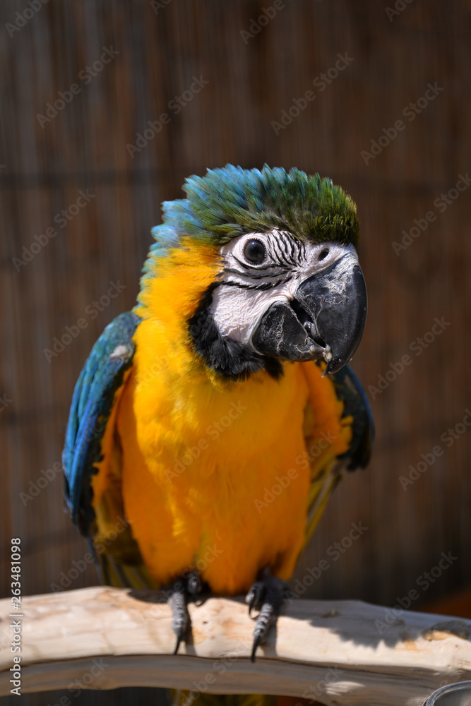 A beautiful Blue and yellow baby macaw Parrot