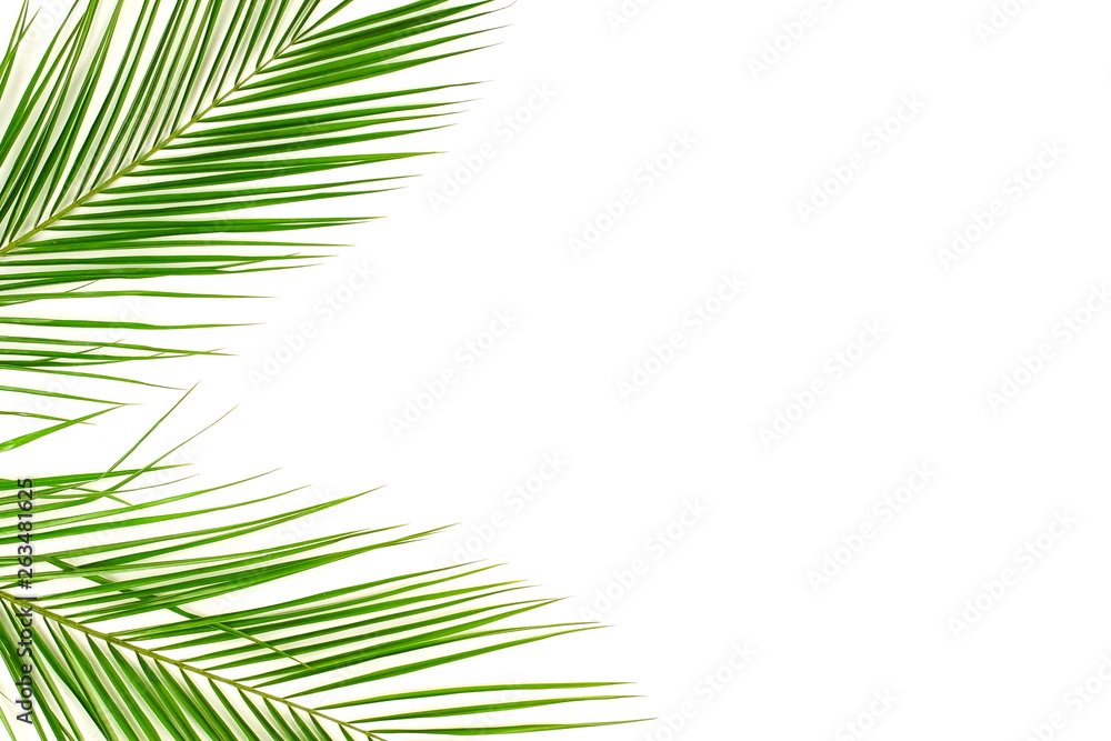 Fototapeta premium tropical green palm leaves , branches pattern frame on a white background. top view.copy space.abstract.