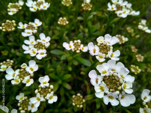 Beautiful little white flowers with green leaves