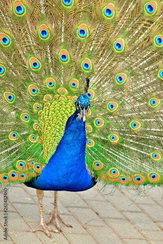 Indian peafowl or blue peafowl (Pavo cristatus), large and brightly coloured bird. Portrait photo