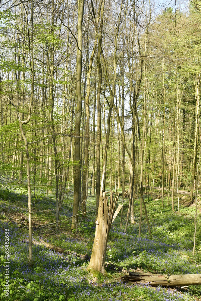 Hêtre brisé dans l'un des vallons de la forêt du Hallerbos près de Halle Hêtre brisé dans l'un des vallons de la forêt du Hallerbos près de Halle