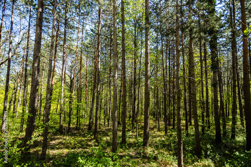 Fototapeta Naklejka Na Ścianę i Meble -  green forest in spring time 