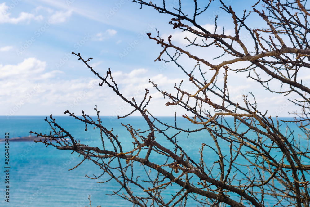 Branches of trees against blue sky and azure sea in spring. Branches of trees against blue sky and azure sea in spring.