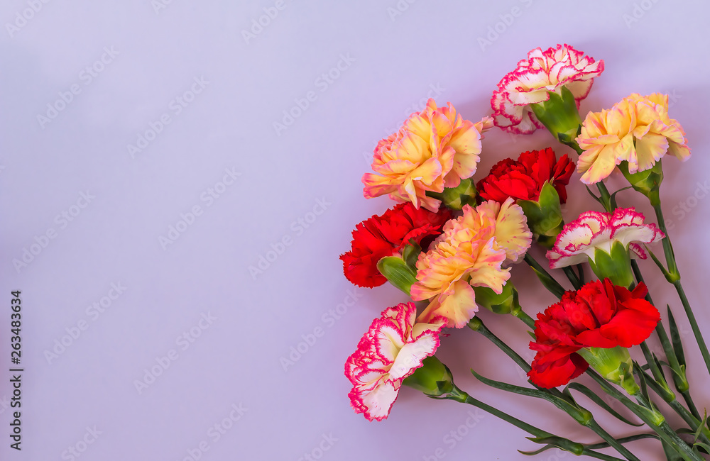 Blue background with carnations flowers and copy space. Top view. Mother's Day background.