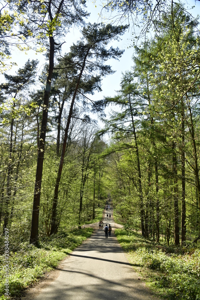 Promenade sous le feuillage luxuriant de différents arbres à la forêt du Hallerbos près de Halle Promenade sous le feuillage luxuriant de différents arbres à la forêt du Hallerbos près de Halle
