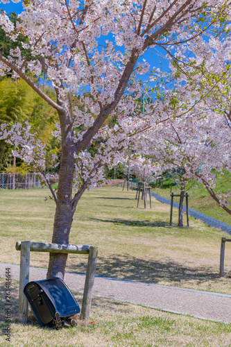 桜とランドセル 入学 新入生 1年生 春イメージ