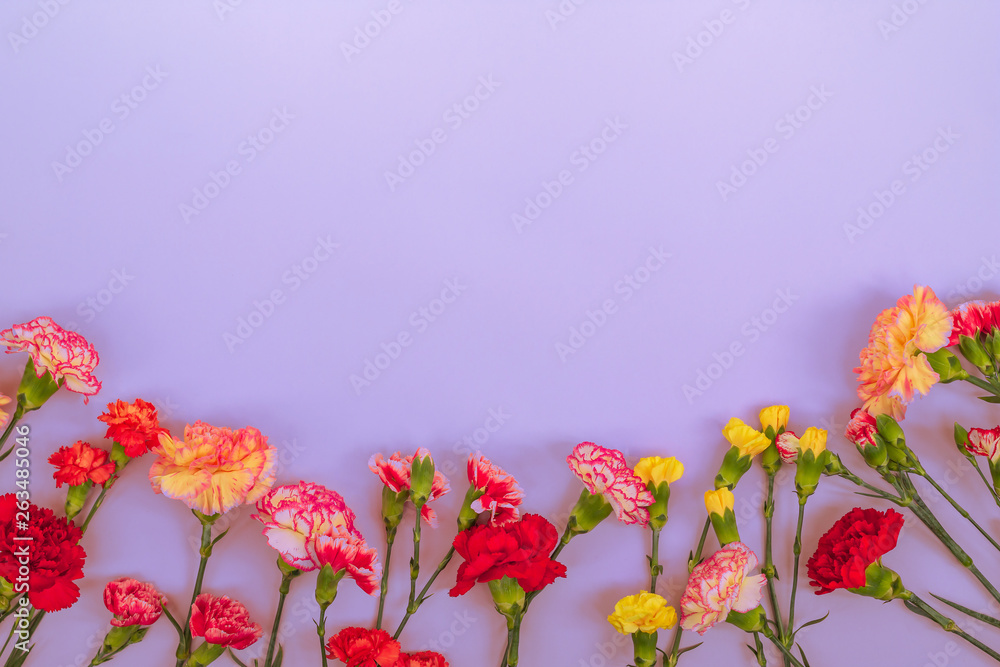 Obraz premium Blue background with carnations flowers and copy space. Top view. Mother's Day background.