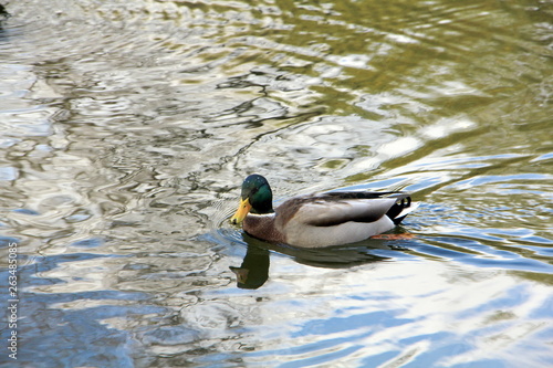The drake floats in the water, which reflects the blue sky, white clouds and green foliage of trees