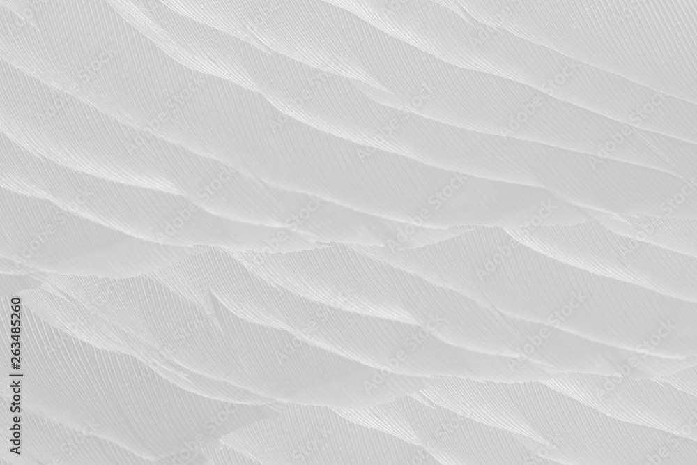 Obraz premium Beautiful white feather pattern texture background