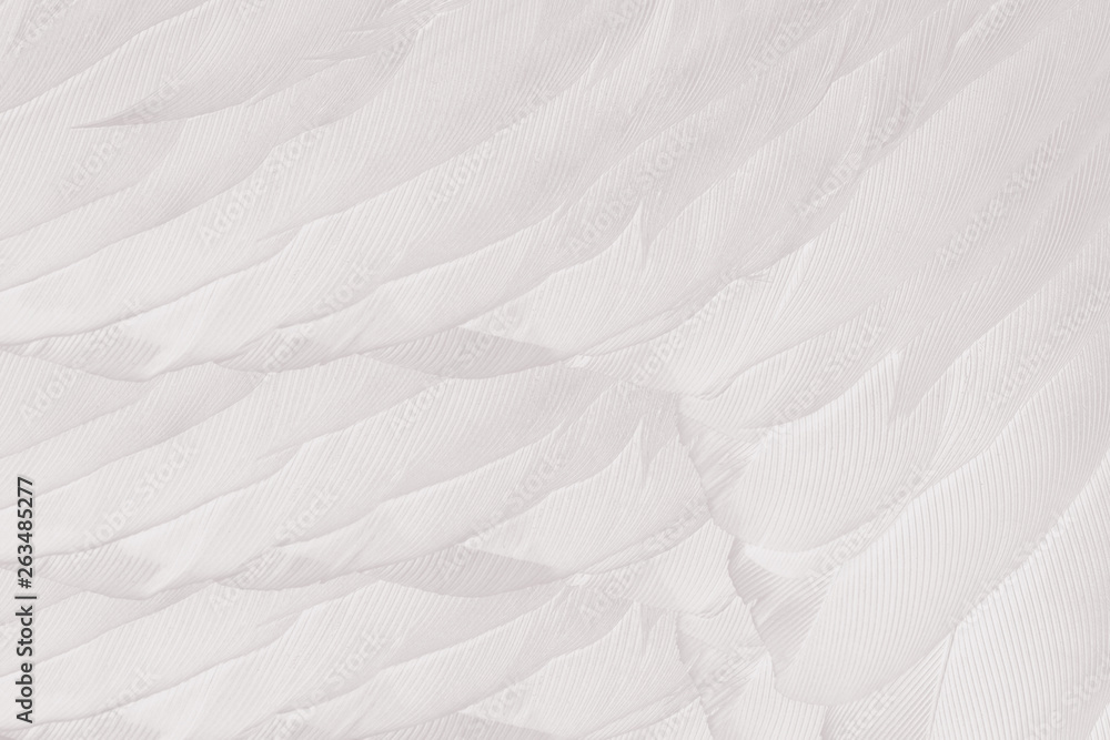 Beautiful white feather pattern texture background Beautiful white feather pattern texture background