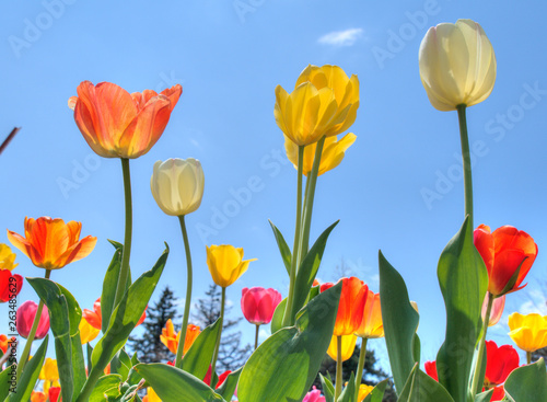 Beautiful translucent tulips against blue sky in spring time.