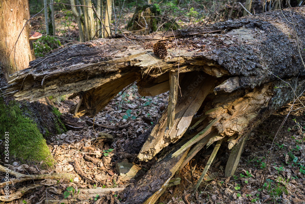 Fallen trees in the forest often, in early spring.