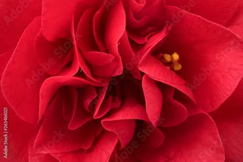 Tableau sur toile Pink camellia flower