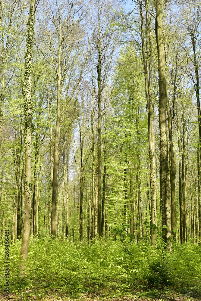 Feuillage des hêtres au printemps dominant le sol tapissé par des milliers de jacinthes sauvages mauves et des autres plantes au Hallerbos près de Halles Feuillage des hêtres au printemps dominant le sol tapissé par des milliers de jacinthes sauvages mauves et des autres plantes au Hallerbos près de Halles