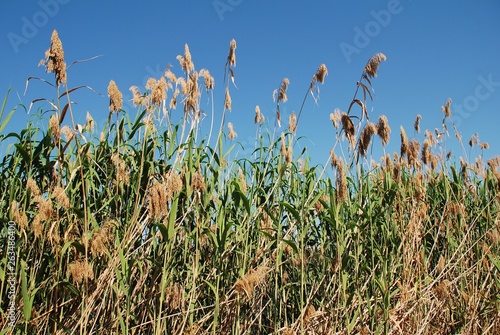 Rushes growing on the banks of the Guadalquivir river in Seville, Spain.
