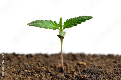 Cannabis sprout isolated on white background. Growing hemp. photo