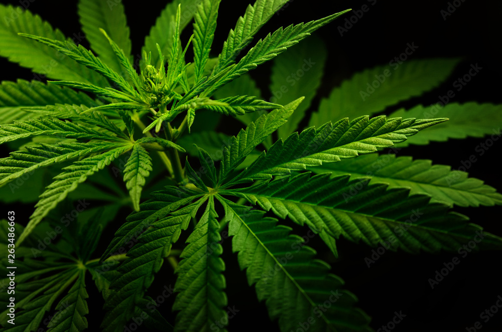 Large leaves of marijuana on a black background. Growing medical cannabis. Large leaves of marijuana on a black background. Growing medical cannabis.