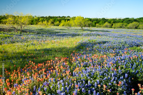 Spring Wildflowers near Ennis, Texas