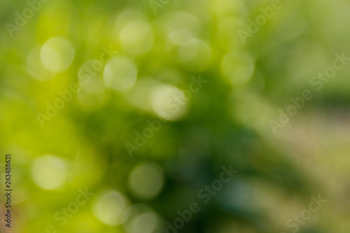 Green natural blurred abstract background