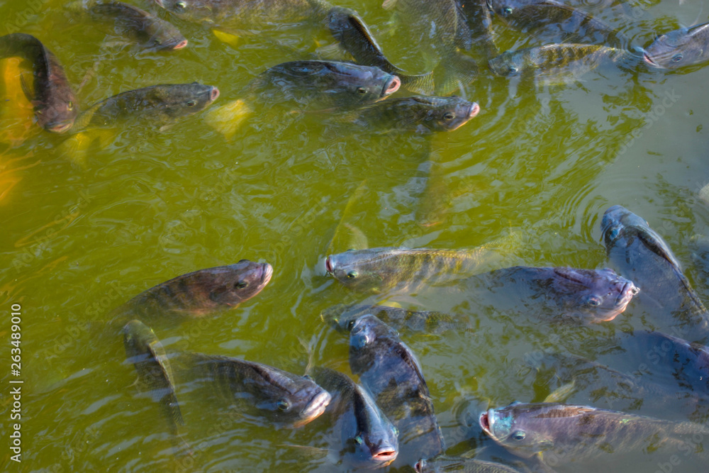 Obraz premium Tilapia fish, freshwater fish raised in the pond, are waiting for grain feeding. Agricultural industry systems for fish farming for commercial purposes The fish that grow fast are popular because they