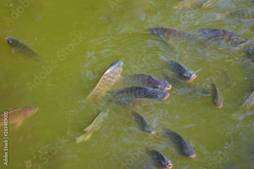 Tilapia fish, freshwater fish raised in the pond, are waiting for grain feeding. Agricultural industry systems for fish farming for commercial purposes The fish that grow fast are popular because they