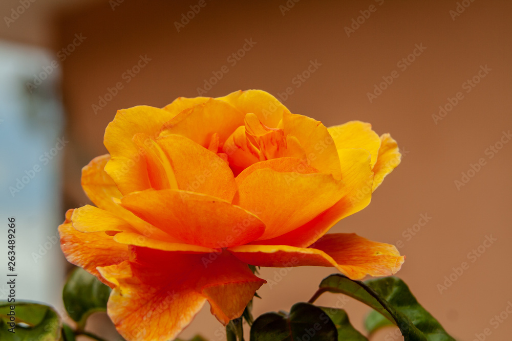 close up from a fantastic orange blossom close up from a fantastic orange blossom