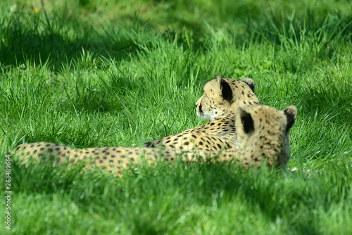 Gepard auf Wiese in Tierpark