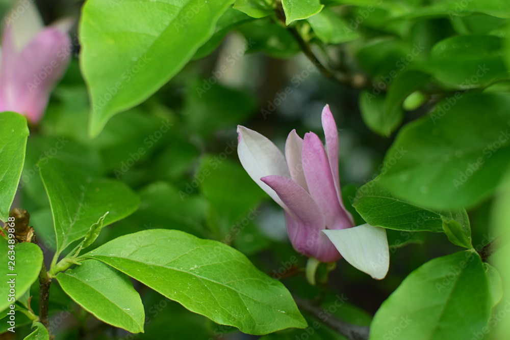 magnolia flower among the leaves magnolia flower among the leaves