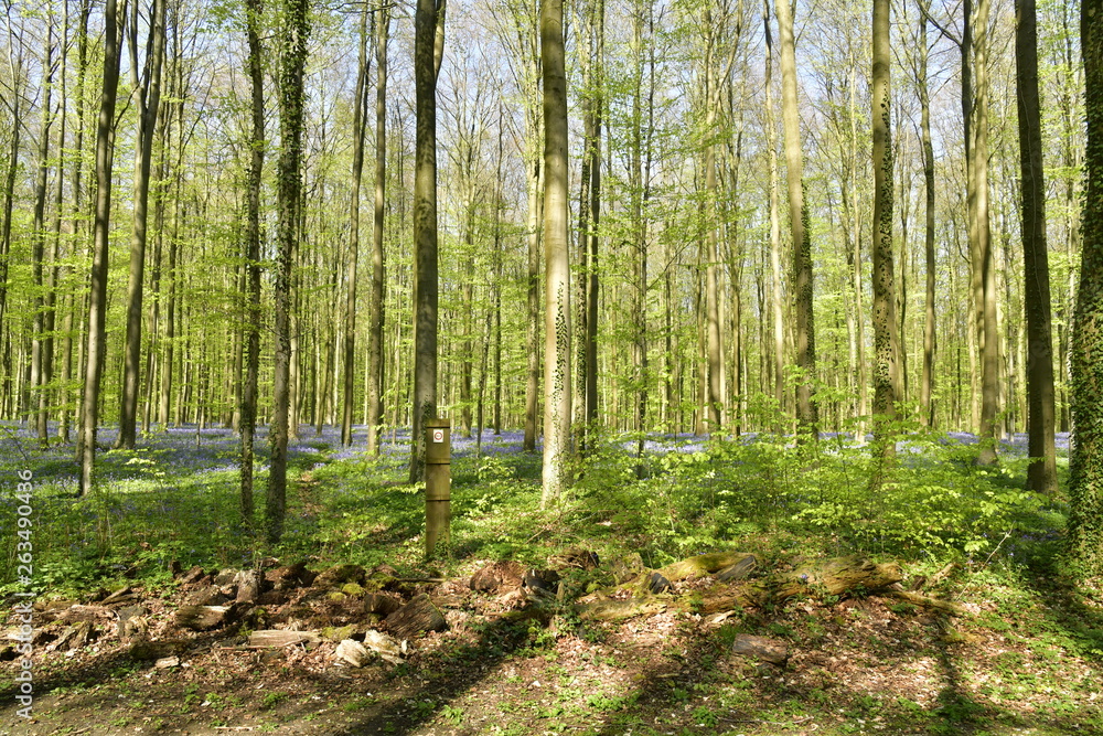 Petit tas de bûches devant les orties à la forêt du Hallerbos près de Halle