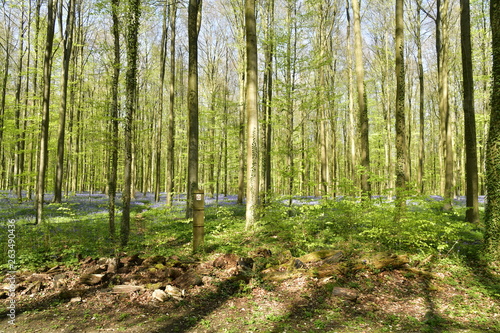Fototapeta Naklejka Na Ścianę i Meble -  Petit tas de bûches devant les orties à la forêt du Hallerbos près de Halle