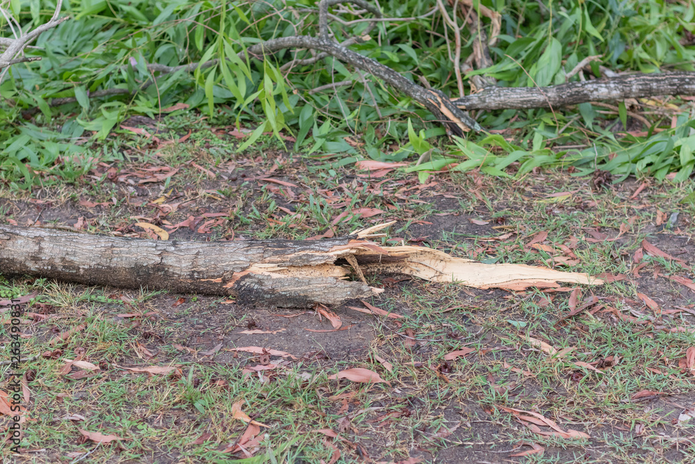 broken tree fall down after heavy storm at Thailand broken tree fall down after heavy storm at Thailand