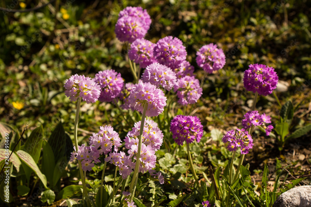 Kugelprimel im Frühling