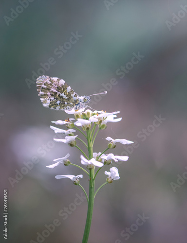 Papillon aurore sur fleur blanche