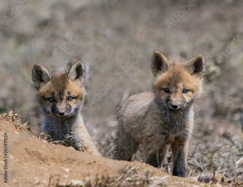 Cute Kits - Two red fox kits pop up from their den to greet the day. Silverthorne, Colorado. photo