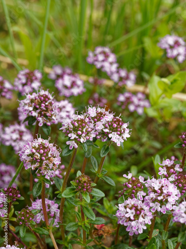 Petites fleurs bleues du thym serpolet  Thymus serpyllum 