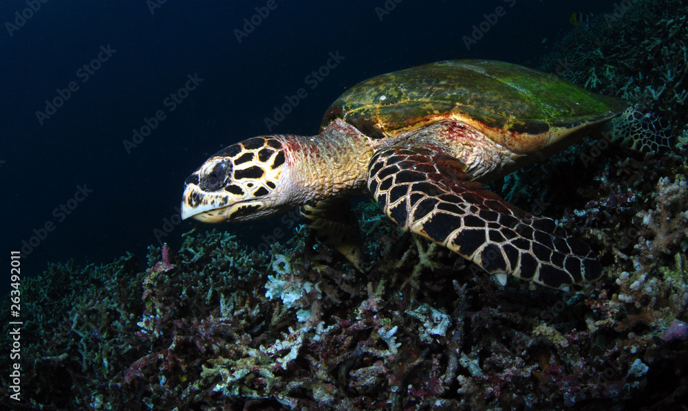 Obraz premium Hawksbill turtle - Eretmochelys imbricata. Komodo island, Indonesia.