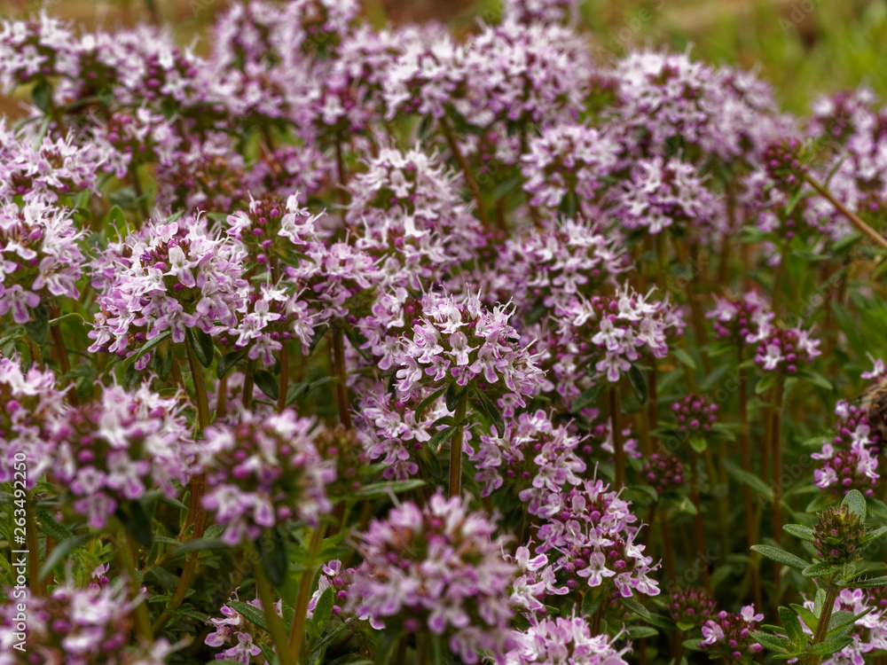 Thymus serpyllum - Coussin gazonnant de petites feuilles opposées et fleurs bleues du Serpolet Thymus serpyllum - Coussin gazonnant de petites feuilles opposées et fleurs bleues du Serpolet