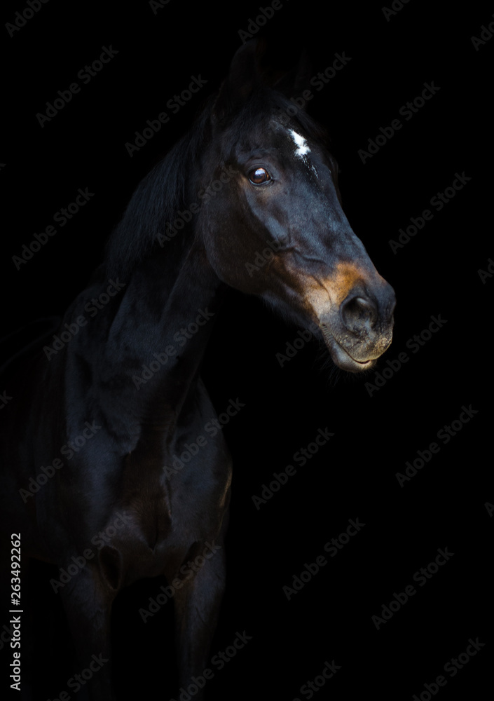 portrait of old eventing sport gelding horse with white spot on forehead isolated on black background