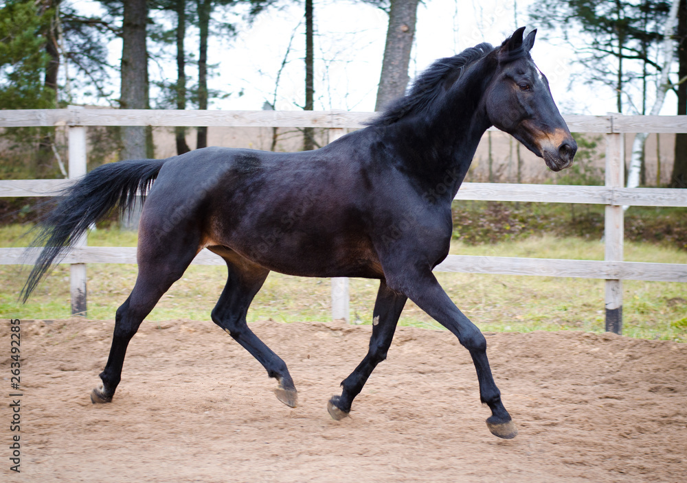 portrait of old dark bay eventing gelding horse trotting in paddock portrait of old dark bay eventing gelding horse trotting in paddock