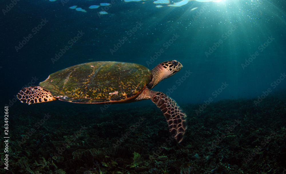 Fototapeta premium Hawksbill turtle - Eretmochelys imbricata. Komodo island, Indonesia.