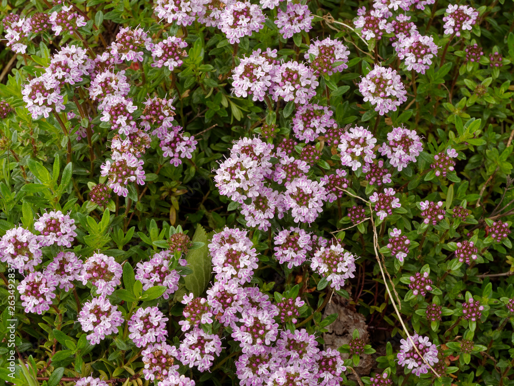 Petites fleurs bleues du thym serpolet (Thymus serpyllum) Petites fleurs bleues du thym serpolet (Thymus serpyllum)