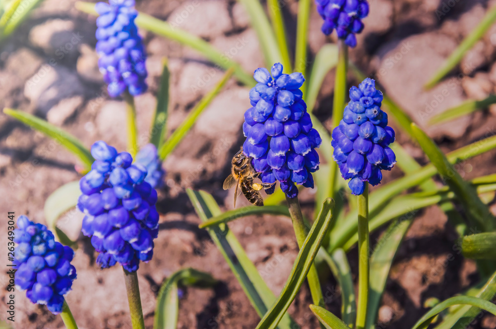 bee on a blue flower collects honey bee on a blue flower collects honey