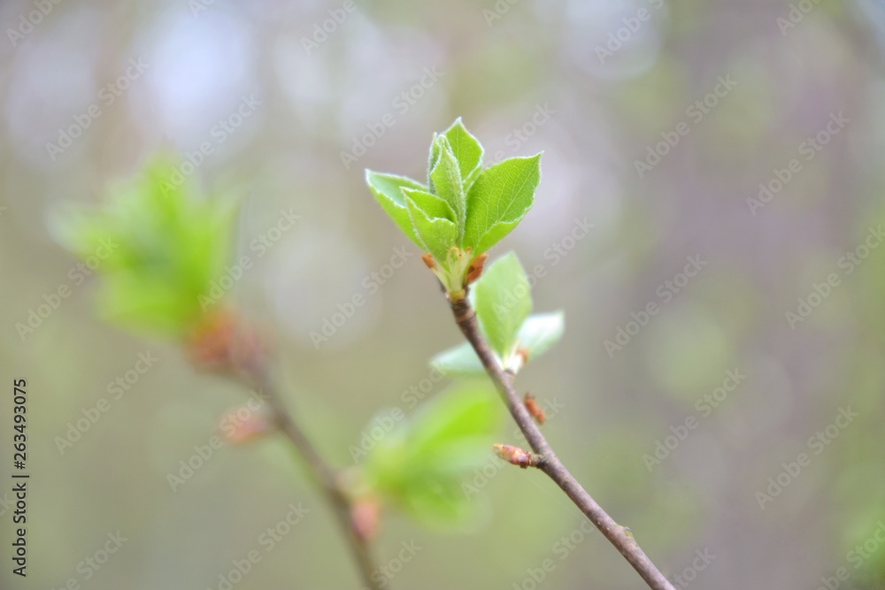 Branch of tree with new fresh green leaves in spring day with blurred bokeh on background. Spring green bush with beautiful small green leaves and backlit. Fresh floral summer backdrop with sun light Branch of tree with new fresh green leaves in spring day with blurred bokeh on background. Spring green bush with beautiful small green leaves and backlit. Fresh floral summer backdrop with sun light