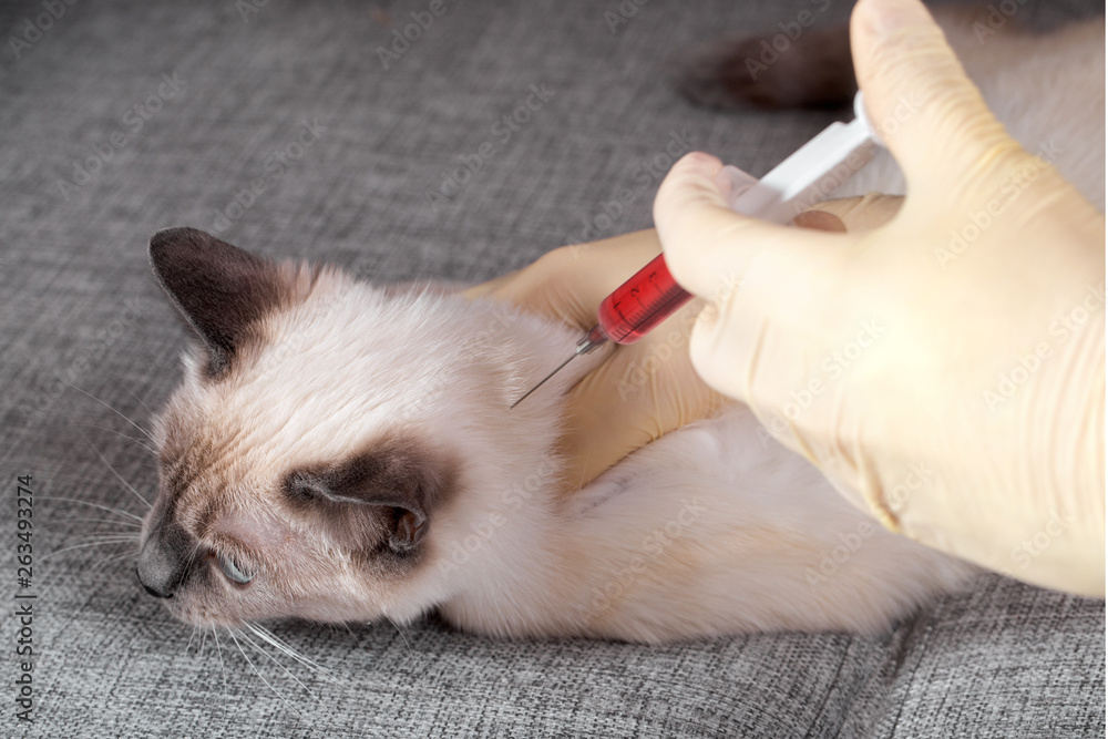 Prick the kitten in the neck with a syringe.