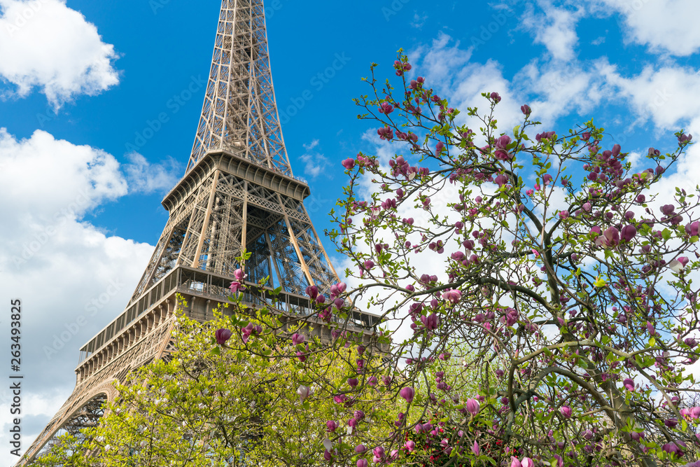 Blossoming pink magnolia and Eiffel tower, Paris.