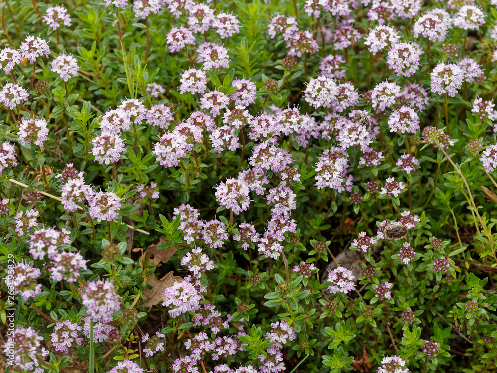 Thymus serpyllum - Coussin gazonnant de petites feuilles opposées et fleurs bleues du Serpolet Thymus serpyllum - Coussin gazonnant de petites feuilles opposées et fleurs bleues du Serpolet